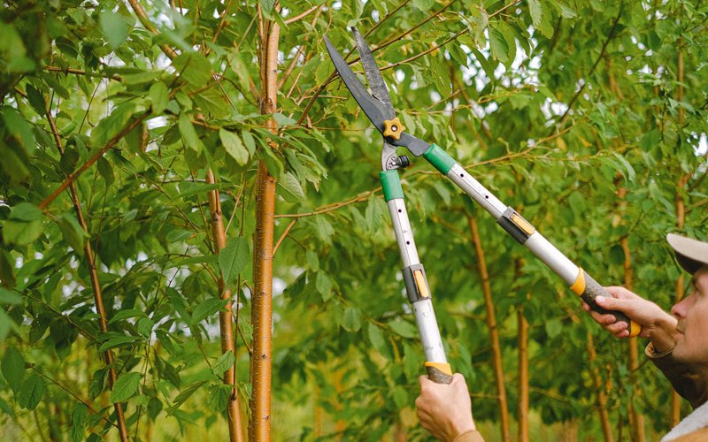 Tree trimming in Flat Rock, IN
